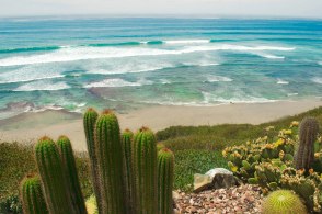 Cacti and the Pacific