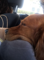 Asleep Road Dog